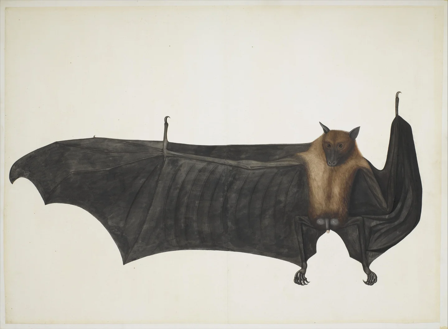 Great Indian Fruit Bat — Attributed to Bhawani Das or a follower