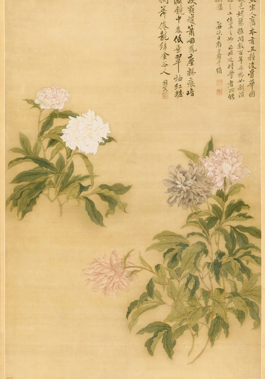 Herbaceous Peony — Yun Shouping