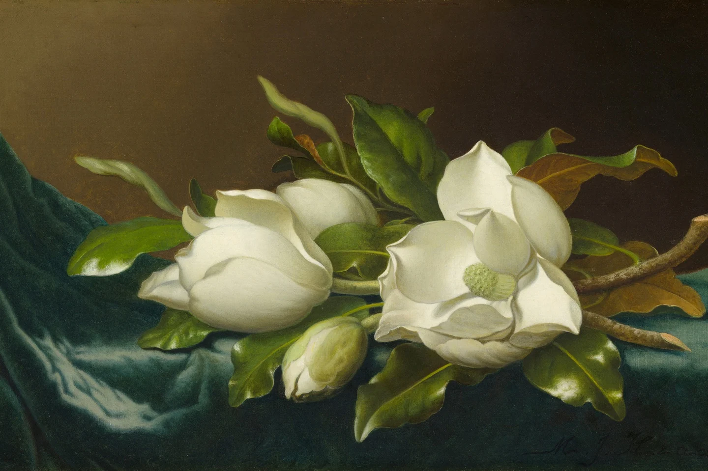 Magnolias on Light Blue Velvet Cloth — Martin Johnson Heade